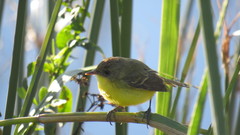 Pseudocolopteryx flaviventris