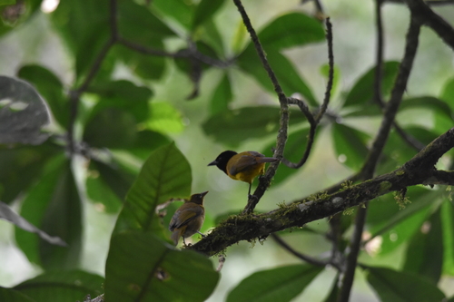iNaturalist image