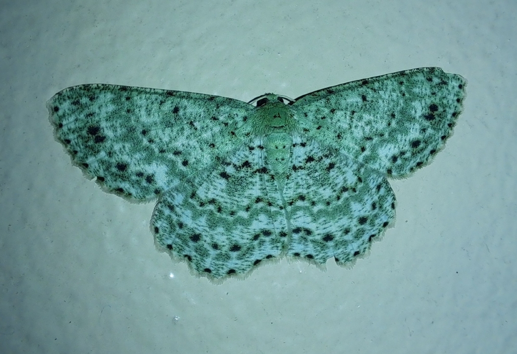 Catoria delectaria (Catoria delectaria)