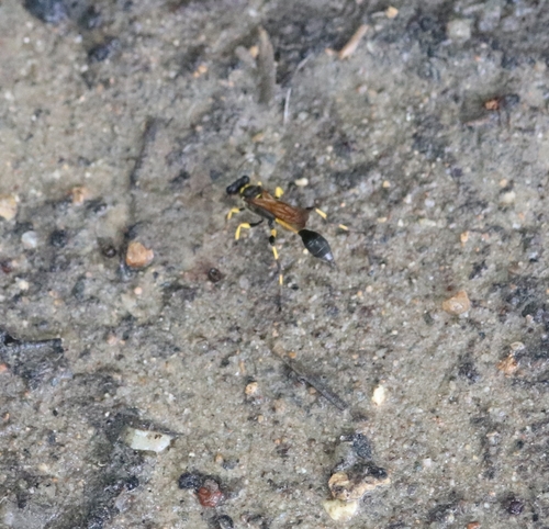 Sceliphron madraspatanum