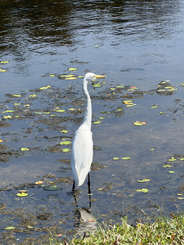 iNaturalist image