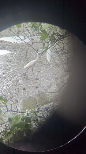iNaturalist image