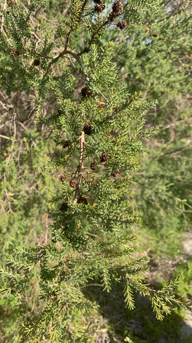 Kunzea glabrescens, photograph 4