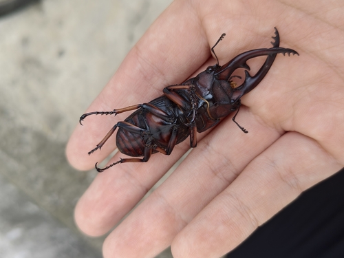 Prosopocoilus astacoides blanchardi