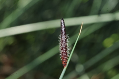 Lepironia articulata