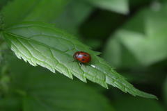 Gonioctena fornicata