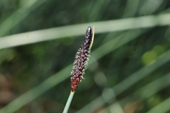 Lepironia articulata, photograph (c) Greg Tasney, some rights reserved (CC BY-SA)
