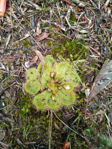 Whittaker's sundew