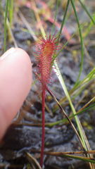 Drosera
