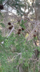 Kunzea glabrescens, photograph (c) Millie Brady, some rights reserved (CC BY)