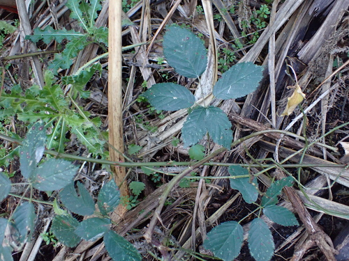 Rubus grabowskii, photograph 5