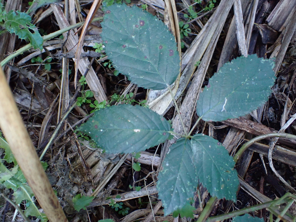 Rubus grabowskii; photograph (c) Liadan Dickie, some rights reserved (CC BY)