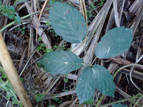 Rubus grabowskii