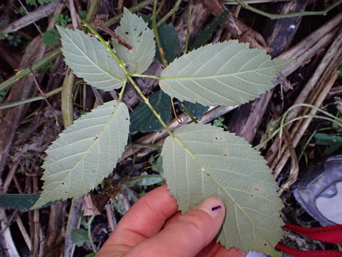 Rubus grabowskii, photograph 4