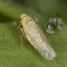 Black-faced Leafhopper - Photo (c) solomon v. hendrix, some rights reserved (CC BY-NC), uploaded by solomon v. hendrix
