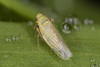 Black-faced Leafhopper - Photo (c) solomon hendrix, some rights reserved (CC BY-NC), uploaded by solomon hendrix