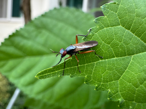 Sepedon aenescens, 2026-07-25