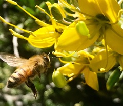 Apis mellifera