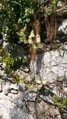 Antirrhinum siculum