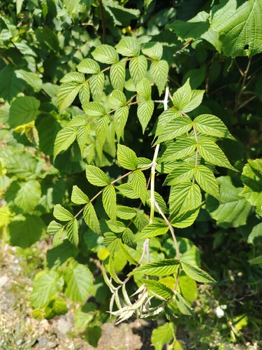 Rubus cockburnianus, photograph 3