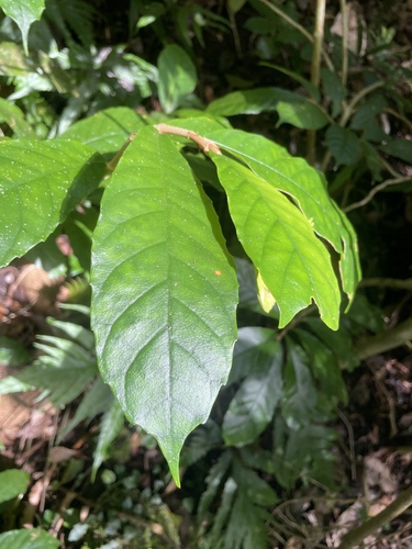 Cyrtandra baileyi