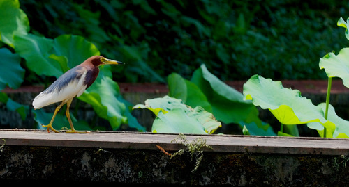 Chinese Pond-Heron