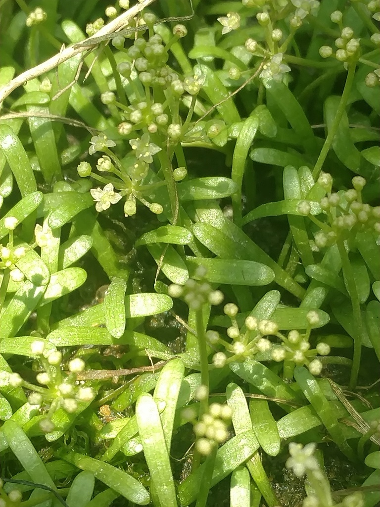 Eastern Lilaeopsis