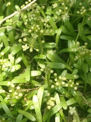 Lilaeopsis chinensis