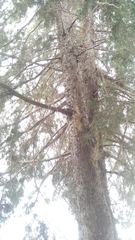 Cupressus lusitanica