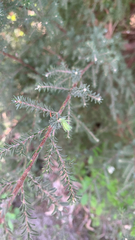 Kunzea glabrescens, photograph (c) Millie Brady, some rights reserved (CC BY)