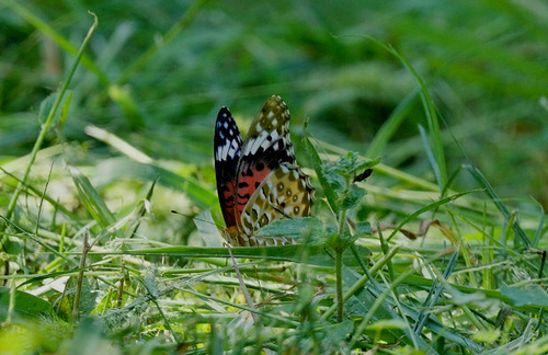 Tropical Fritillary