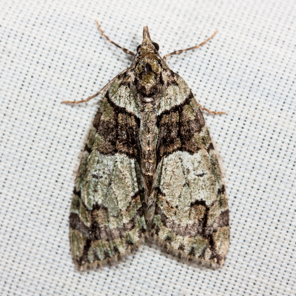 Hydriomena expurgata