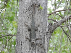 Sceloporus clarkii