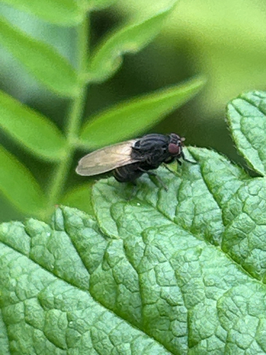 Minettia longipennis