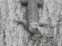 Sceloporus clarkii