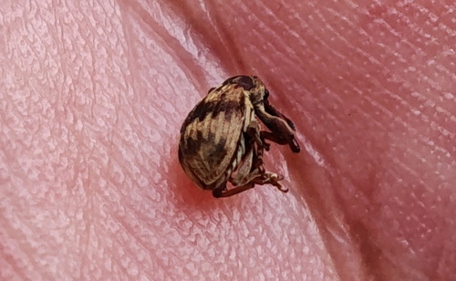 Cherry weevil