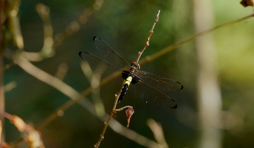 Pied Skimmer