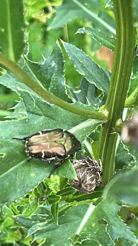 Copper Chafer