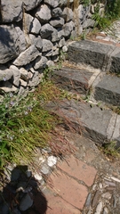 Andropogon distachyos