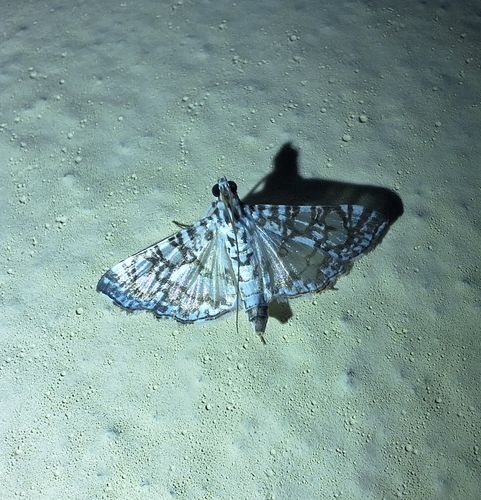 Chabulina astomalis