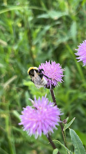Bohemian Cuckoo Bumble bee