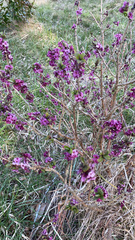 Daphne mezereum