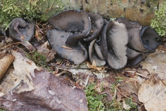 Pseudoplectania vogesiaca