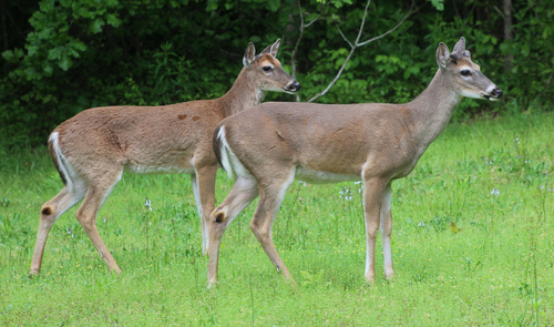 White-tailed Deer photographed in Georgia