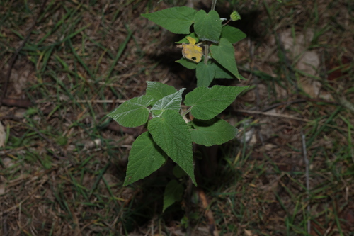Abutilon oxycarpum, photograph 6