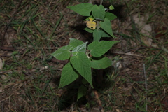 Abutilon oxycarpum, photograph (c) Greg Tasney, some rights reserved (CC BY-SA)