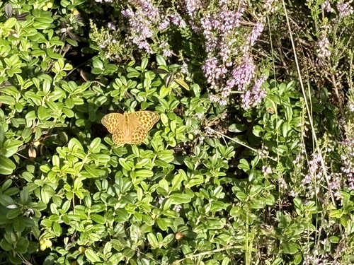 Silver-washed Fritillary