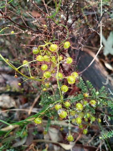 Climbing Sundew
