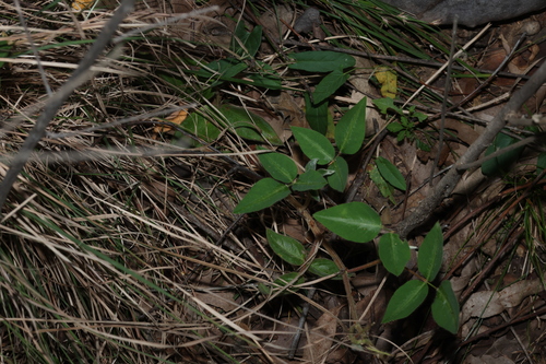 Desmodium uncinatum, photograph 4