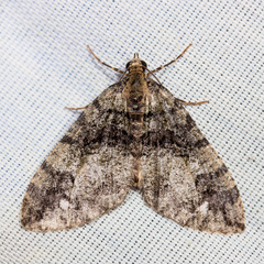 Hydriomena albifasciata